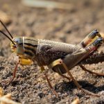 Ternak jangkrik di Banda Baro, Aceh Utara