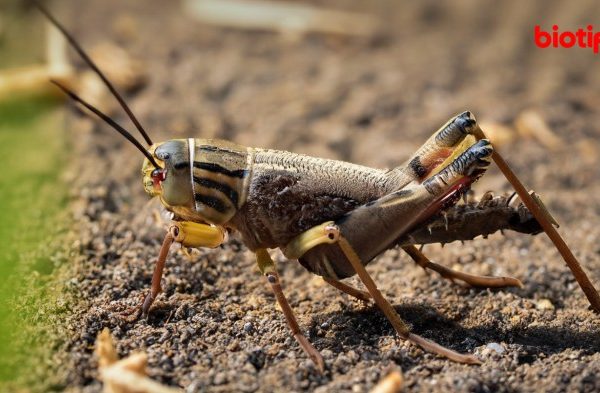 Ternak jangkrik di Banda Baro, Aceh Utara