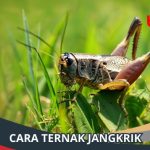 Cara Ternak Jangkrik Modal kecil Untuk Pemula - rekreartive