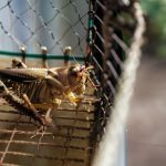 Ternak jangkrik di Langkahan Aceh Utara