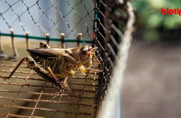 Ternak jangkrik di Langkahan Aceh Utara