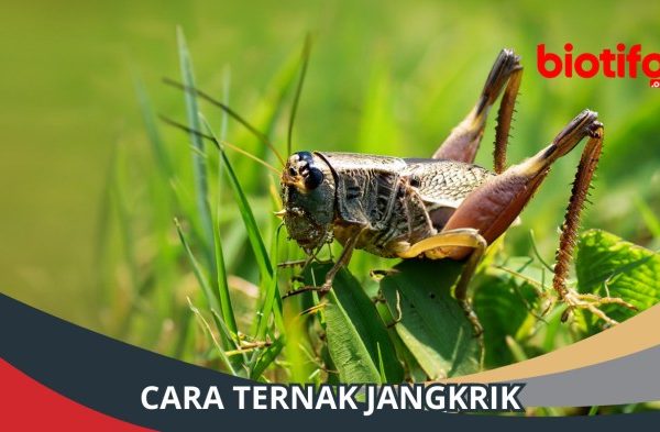 Ternak jangkrik di Jeumpa, Aceh Barat Daya