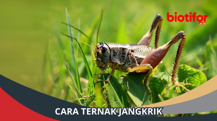 Panduan Lengkap Ternak Jangkrik Ternak jangkrik di Baktiya Barat, Aceh Utara