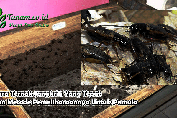 Peluang Bisnis Ternak JANGKRIK ! Bisa Hasilkan Rp3 Juta Perbulan,Modal ...