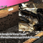 Ternak Jangkrik