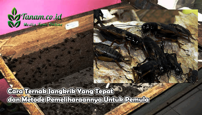 Ternak Jangkrik