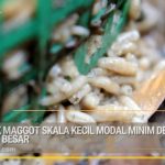Ternak maggot di Sungai Serut, Kota Bengkulu