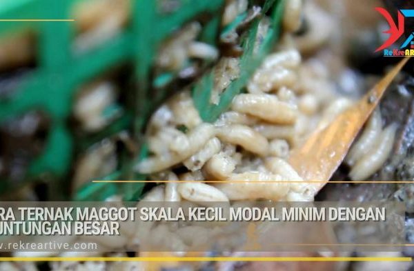 Ternak maggot di Amen, Lebong