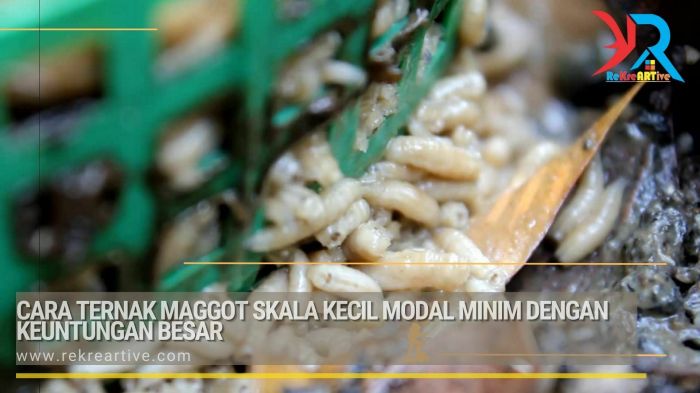 Ternak maggot di Uram Jaya, Lebong