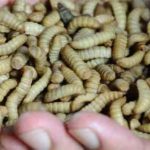 Cara Ternak Maggot untuk Pemula, Raup Cuan dengan Mudah