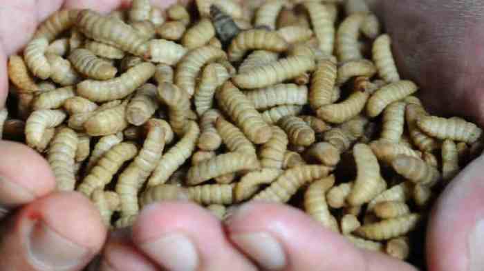 Cara Ternak Maggot untuk Pemula, Raup Cuan dengan Mudah Ternak maggot di Manna, Bengkulu Selatan