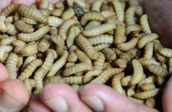 Ternak maggot di Lebong Atas, Lebong