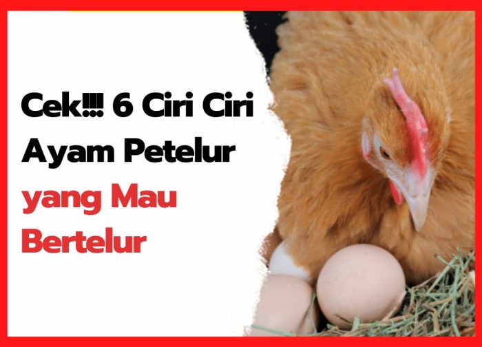 Jual AYAM MERAH / AYAM PETELUR / AYAM AFKIR KONDISI HIDUP | Shopee ... Jual AYAM MERAH / AYAM PETELUR / AYAM AFKIR KONDISI HIDUP | Shopee ...