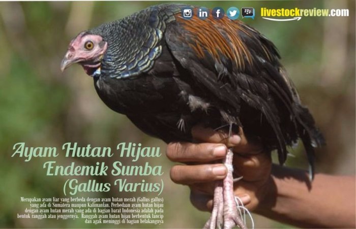 Jual Ayam Arab Usia Baru Saja Menetas dan Beberapa Informasi Mengenai ... Jual Ayam Arab Usia Baru Saja Menetas dan Beberapa Informasi Mengenai ...