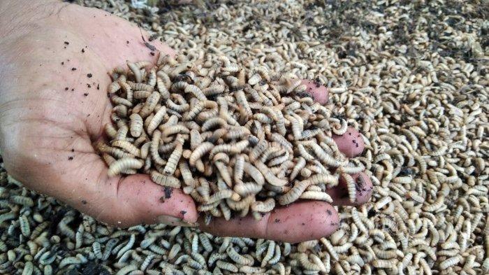 Menyigi Potensi Cuan dari Budidaya Maggot: Sampah Teratasi, Peternak ... Ternak maggot di Lebong Atas, Lebong