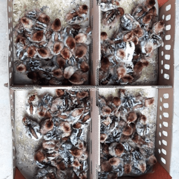 AyampotongB.lampung (HALAL) (@ayam.potongbdl) • Instagram photos and videos AyampotongB.lampung (HALAL) (@ayam.potongbdl) • Instagram photos and videos