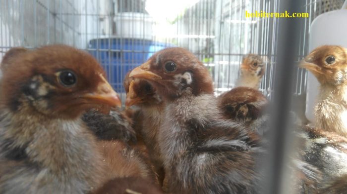 Jual Ayam Arab Usia Baru Saja Menetas dan Beberapa Informasi Mengenai ... Ayam arab di Air Rami, Muko Muko