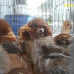 Ayam arab di Air Manjunto, Muko Muko