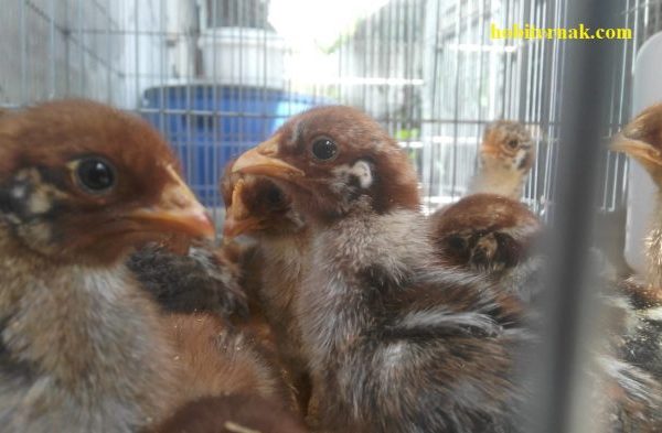 Ayam arab di Ulu Talo, Seluma