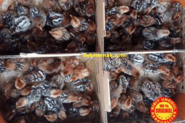 Ternak ayam bangkok makassar