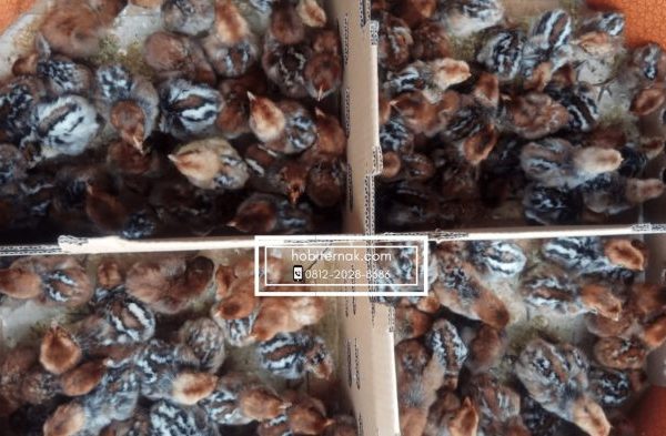 Update Harga Daging Ayam Rabu 3 Januari 2024 di Musi Rawas Sumsel ...