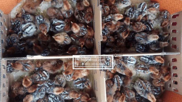 Update Harga Daging Ayam Rabu 3 Januari 2024 di Musi Rawas Sumsel ...