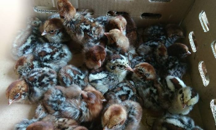 Informasi Lengkap Mengenai Ayam Arab - HOBI TERNAK Ayam arab di Bengkunat Belimbing, Pesisir Barat