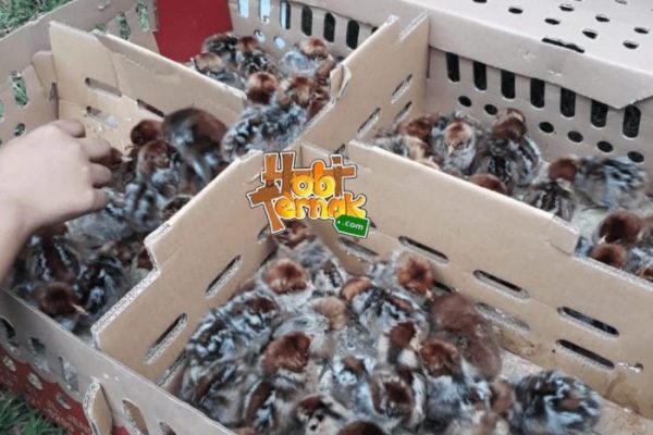 Ayam merah petelur di Simpang Pematang, Mesuji