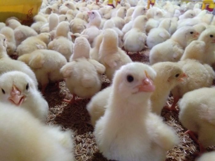 Gowa Jadi Lokasi Pengembangan Peternakan Ayam Broiler - Bonepos.com