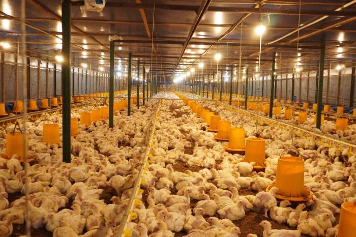 Sistem Kemitraan Ayam Broiler Tren Usaha Yang Di Minati Di Hulu Sungai ... Budidaya ayam broiler di Padang Guci Hulu, Kaur