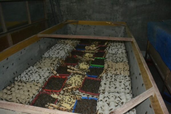 Harga Telur Jangkrik Alam – Silahkan Hubungi 085646415014 – Budidaya ...