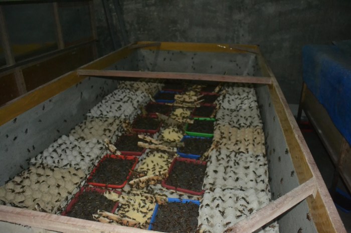 Harga Telur Jangkrik Alam – Silahkan Hubungi 085646415014 – Budidaya ... Harga Telur Jangkrik Alam – Silahkan Hubungi 085646415014 – Budidaya ...