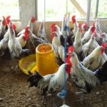 WA 0896-6847-0370 Jual Bibit Ayam Arab Elba: Jual Ayam Arab Elba di ...