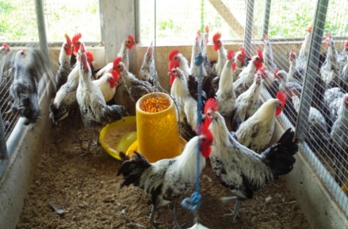 WA 0896-6847-0370 Jual Bibit Ayam Arab Elba: Jual Ayam Arab Elba di ...