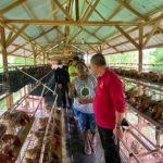 Peternakan ayam kampung di Muara Dua, Kota Lhokseumawe