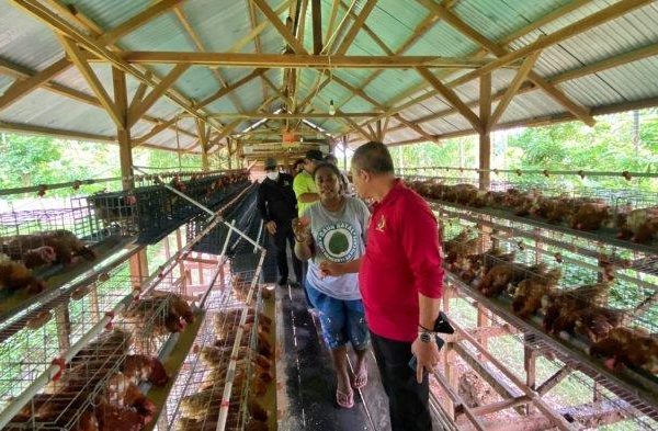 Peternakan ayam kampung di Muara Dua, Kota Lhokseumawe