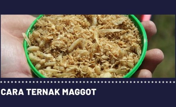 Ternak maggot di Seluma Utara, Seluma