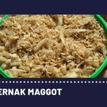 Ternak maggot di Curup, Rejang Lebong