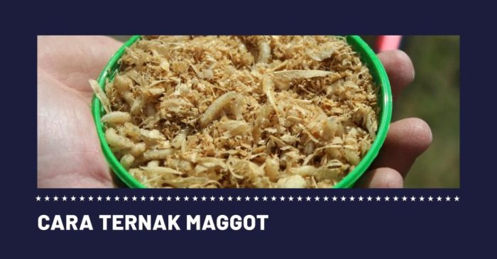 Cara Membuat Pakan Maggot untuk Budidaya Ternak Ternak maggot di Curup Timur, Rejang Lebong