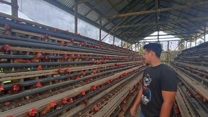 Harga Indukan Ayam Arab: Mei 2019 Ayam arab di Amen, Lebong
