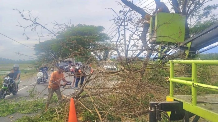 Kapolres Aceh Besar Pimpin Pemusnahan 4 Hektare Ladang Ganja di Kuta ... Ternak di Kuta Cot Glie Aceh Besar