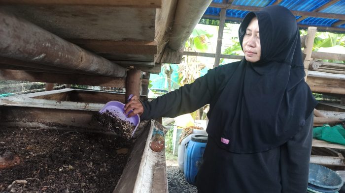 BUDI DAYA MAGGOT UNTUK PAKAN TERNAK | ANTARA Foto BUDI DAYA MAGGOT UNTUK PAKAN TERNAK | ANTARA Foto