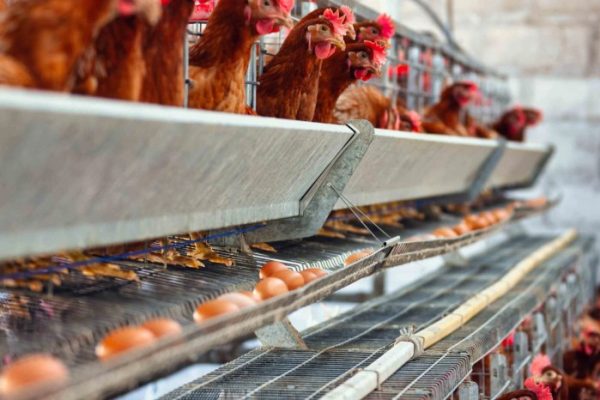 Ayam merah petelur di Punggur, Lampung Tengah