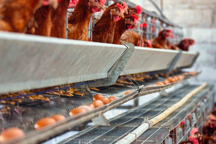 Ayam merah petelur di Punggur, Lampung Tengah