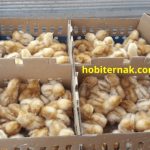 Menguntungkan Ternak Ayam Petelur Merah atau Ayam Arab?