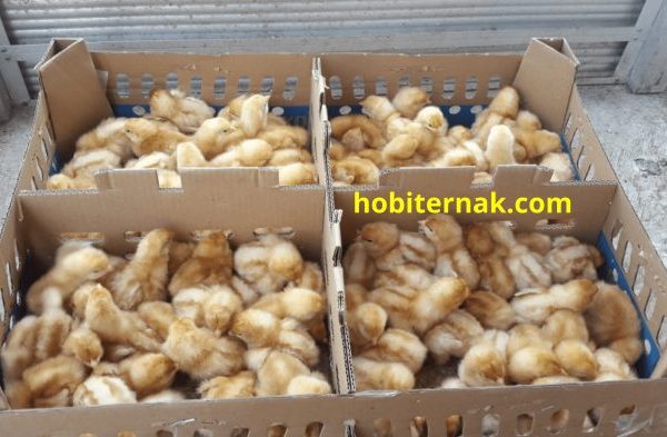 Ayam merah petelur di Sukarame, Kota Bandar Lampung