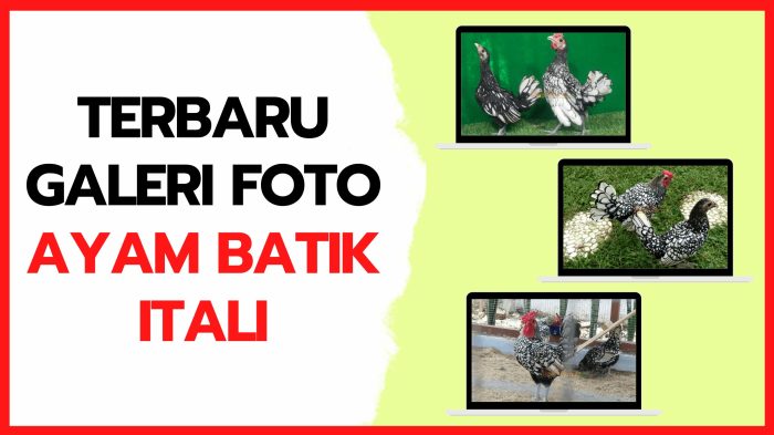 Ayam arab di Batik Nau, Bengkulu Utara