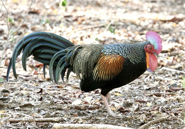 Ayam arab di Hutan, Pesawaran