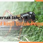 Ternak jangkrik di Trumon Tengah, Aceh Selatan