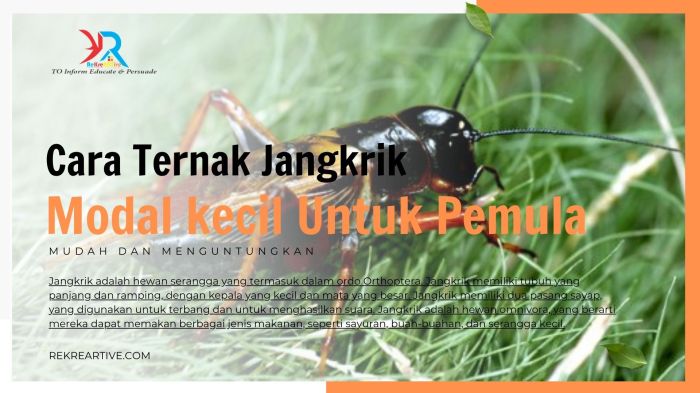 Tips Ternak Budidaya Jangkrik untuk Pemula. Mau Sebagai Sampingan atau ...